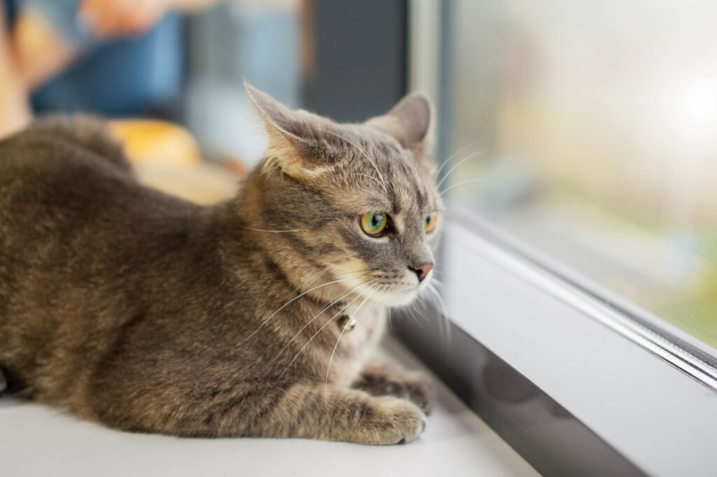 Kucing duduk dekat tingkap apartment melihat pemandangan luar