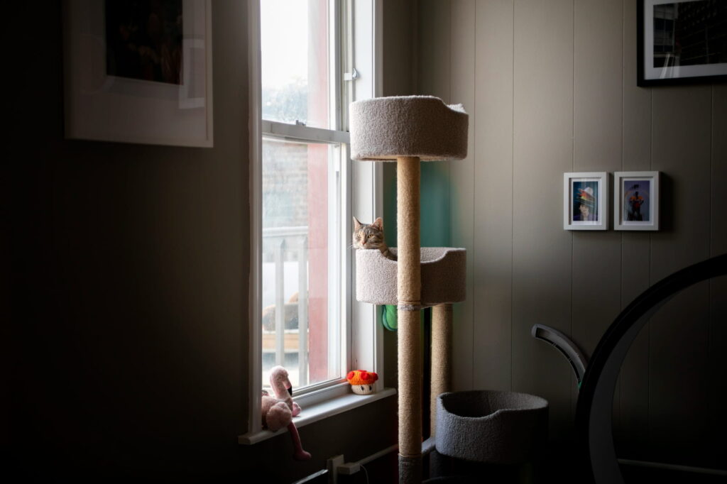 Kucing duduk di cat tree dekat tingkap dalam apartment